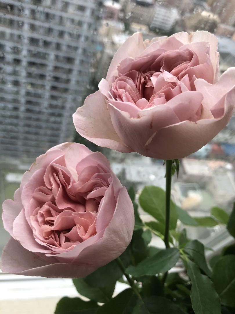 蕾付き❣️数量限定！超強香！超強健！大輪！フランス原産切り花品種　バラ苗