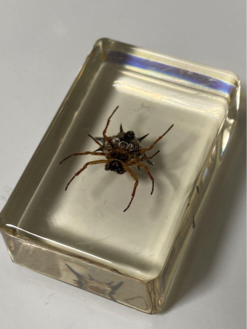 【超お買い得！】 蜘蛛 樹脂標本 セット スパイダー 箱付き （2025年最新】蜘蛛 標本