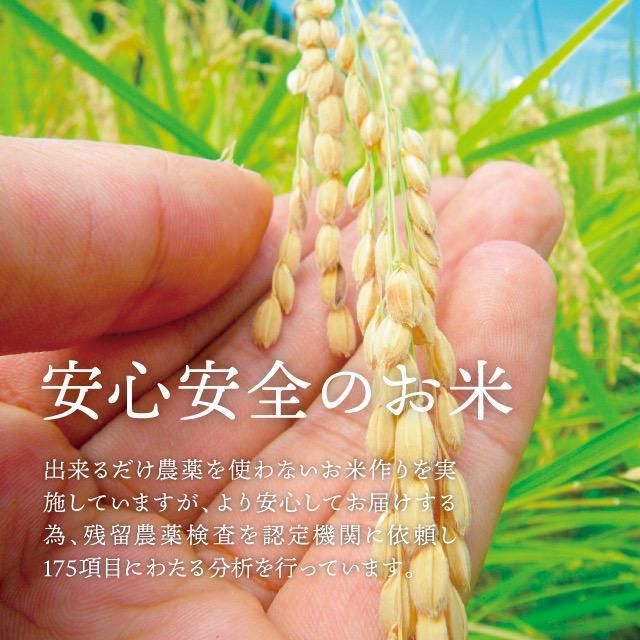 令和5年産✨一等米 希少コシヒカリ！はちたか米✨ 20kg - 米安い