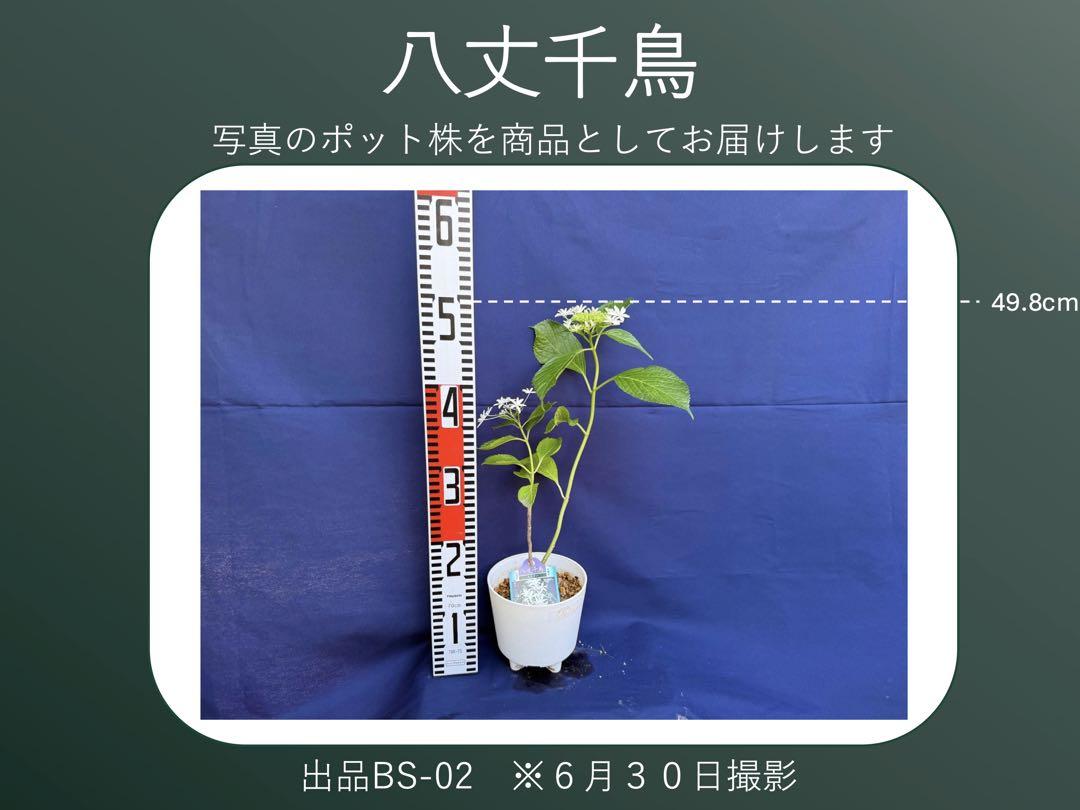 あじさい八丈千鳥BS-03(開花実績株 小サイズ) - メルカリ