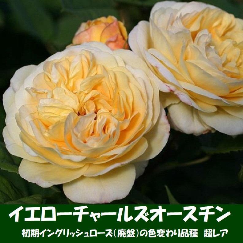 ラスト バラ苗 初期ER イエローチャールズオースチン 希少種 花 苗 rose by メルカリ