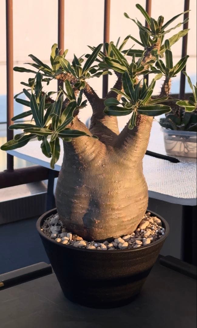 鉢ごと発送目立った傷や汚れなし