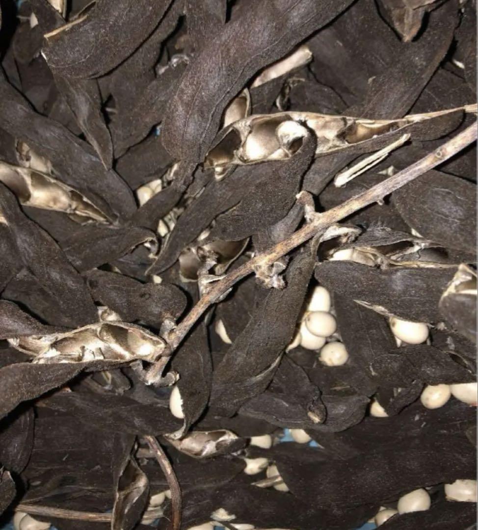 晴れの国岡山産ムクナ豆【八升豆】100g‼️ 自然農 - メルカリ