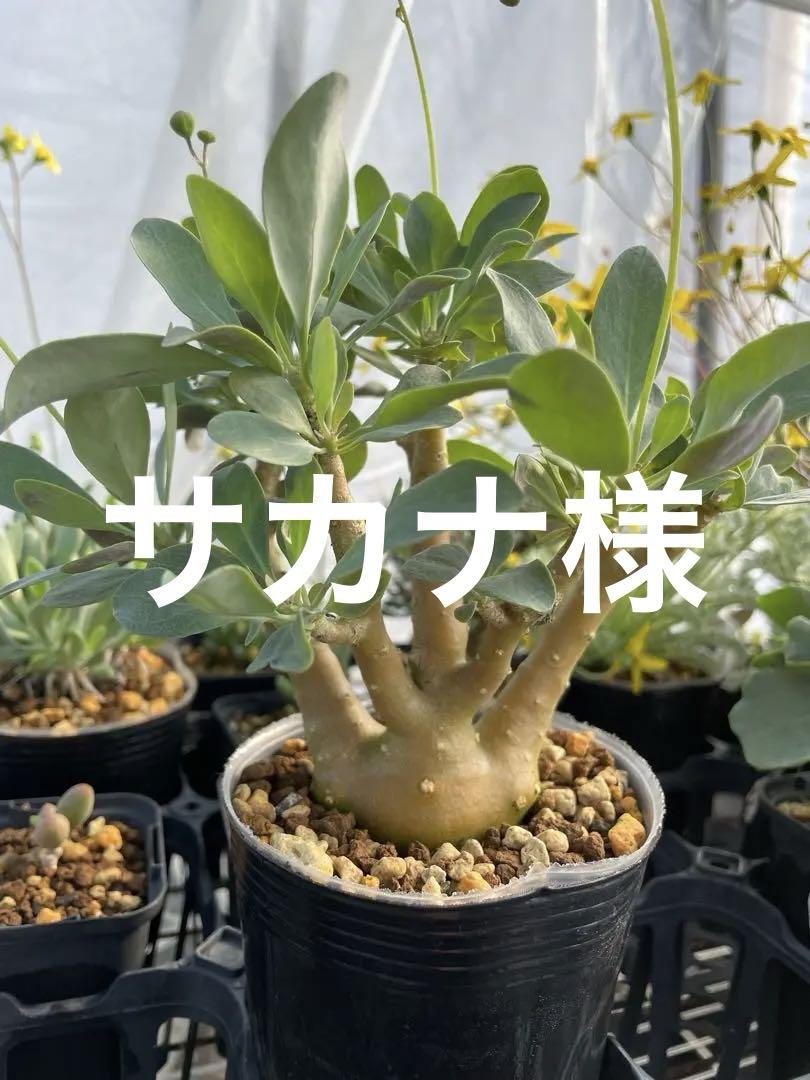 厳選株　2020  オトンナ　トリプリネルビア