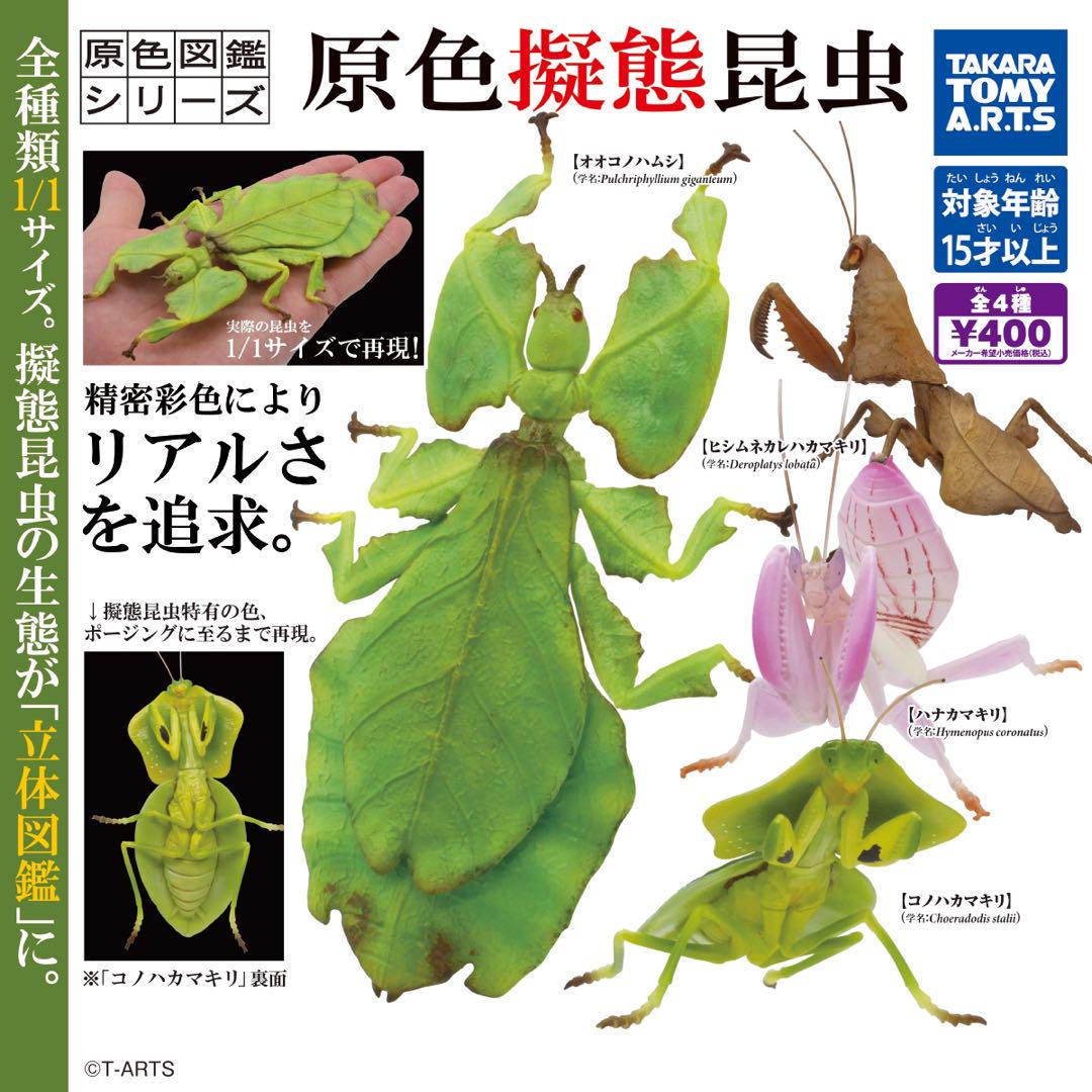 原色擬態昆虫 ヒシムネカレハカマキリ メーカー再生品 原色擬態昆虫 ヒシムネカレハカマキリ メーカー再生品