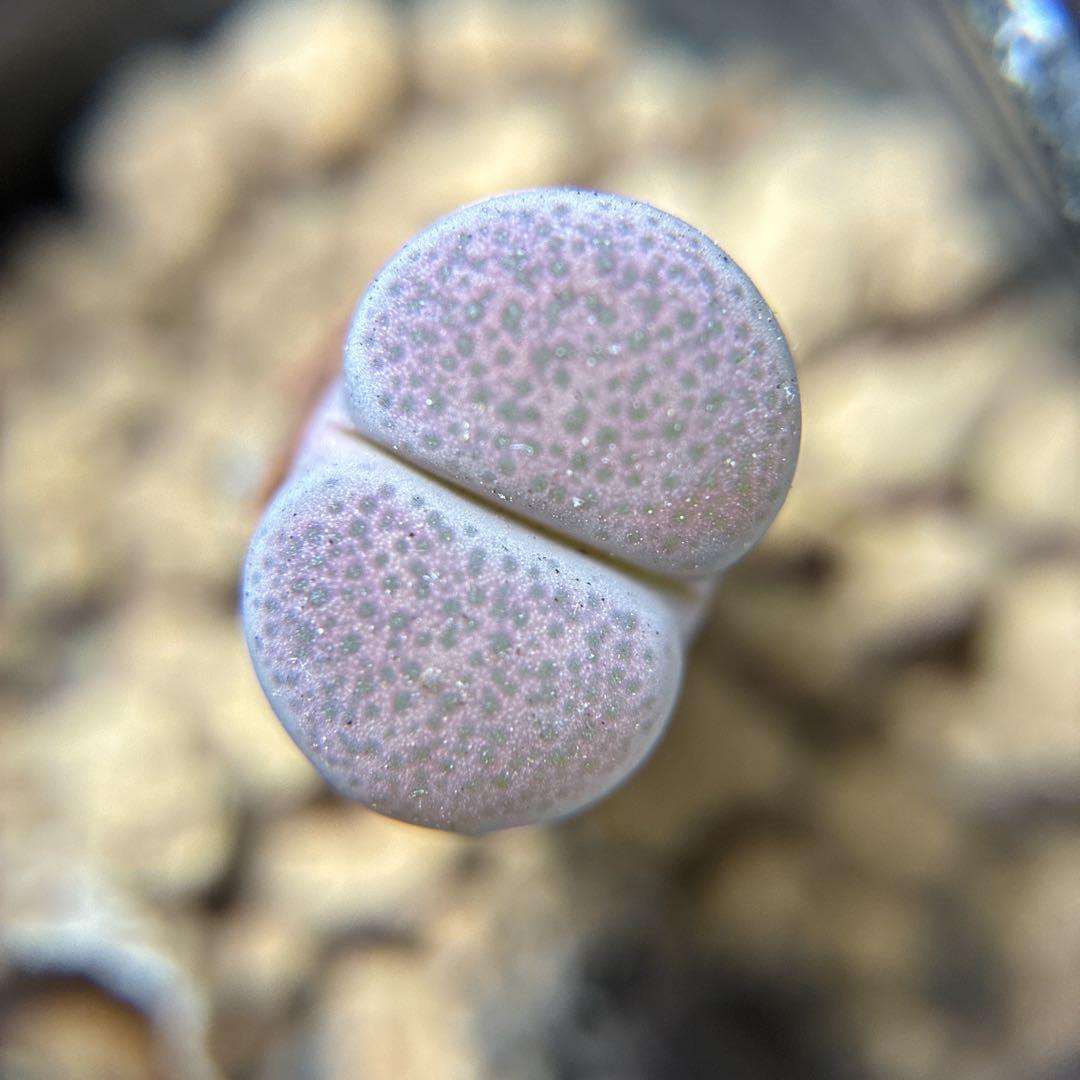 多肉植物 リトープス 紫碧琉璃玉 Violetta 抜き苗 1.3cm - メルカリ