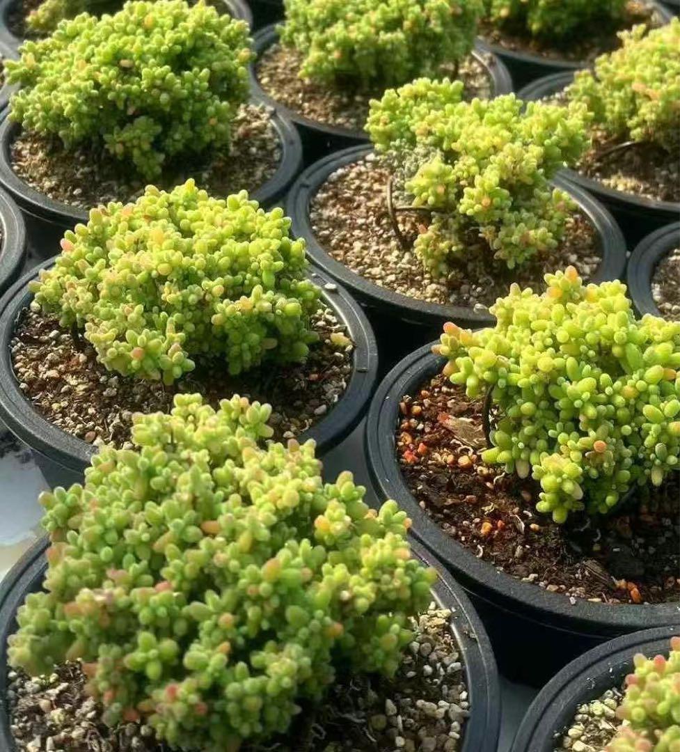 速達　3個　紅宝石+米粒+　蜜橘　発根済み　美苗　多肉植物 61qBwdi4rJL._UF350,350_QL80_.jpg