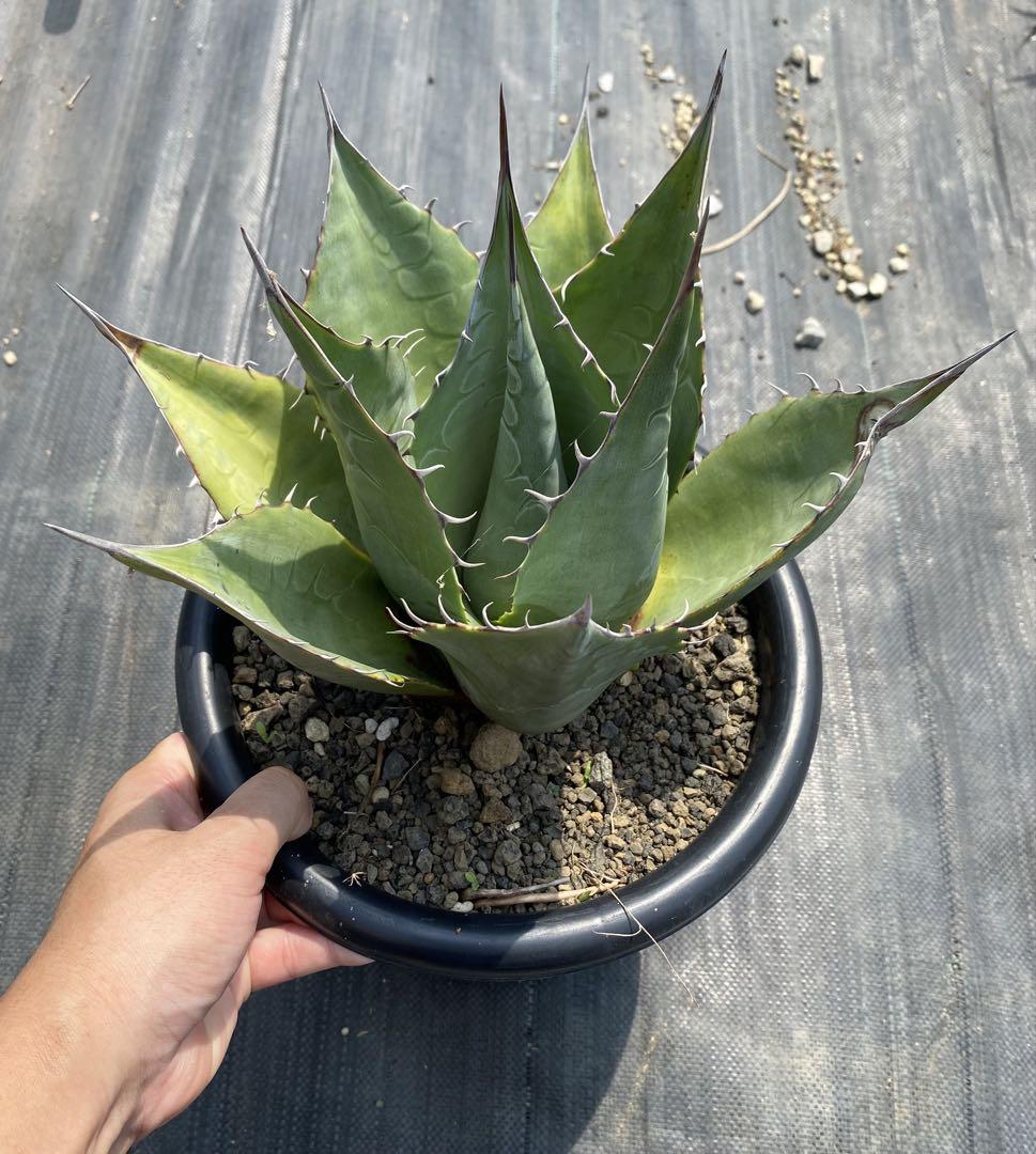 Agave parrasana アガベ パラサナ