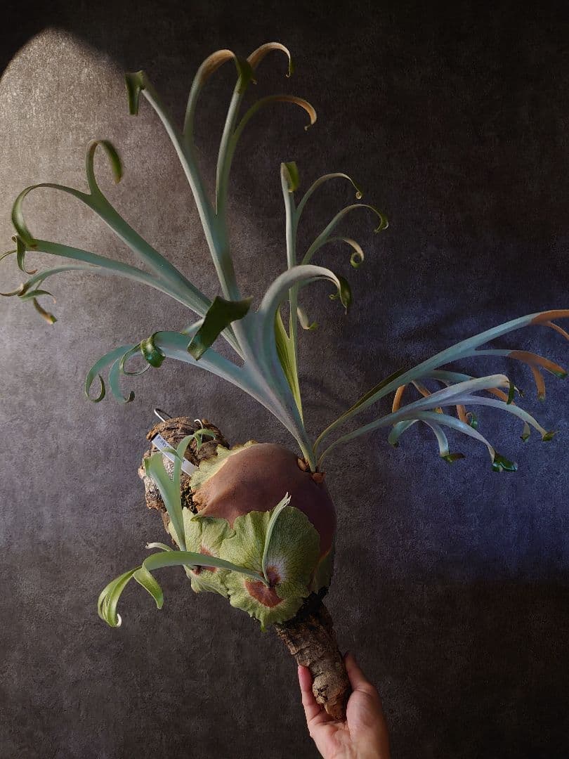 P.alcicorne Madagascar Dwarf OC ビカクシダ 子株 P.alcicorne