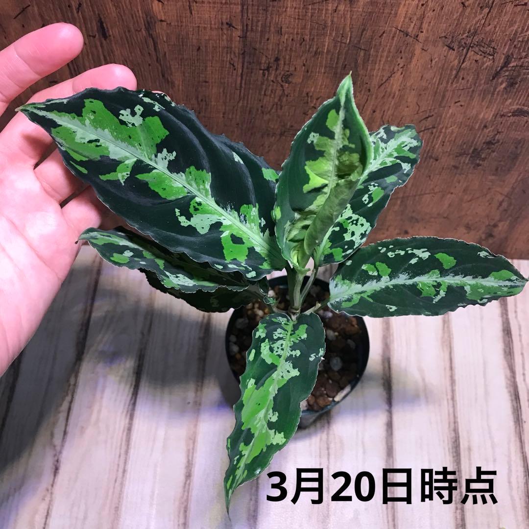 アグラオネマピクタムトリカラー パガーアラム産(出品2367) メルカリ