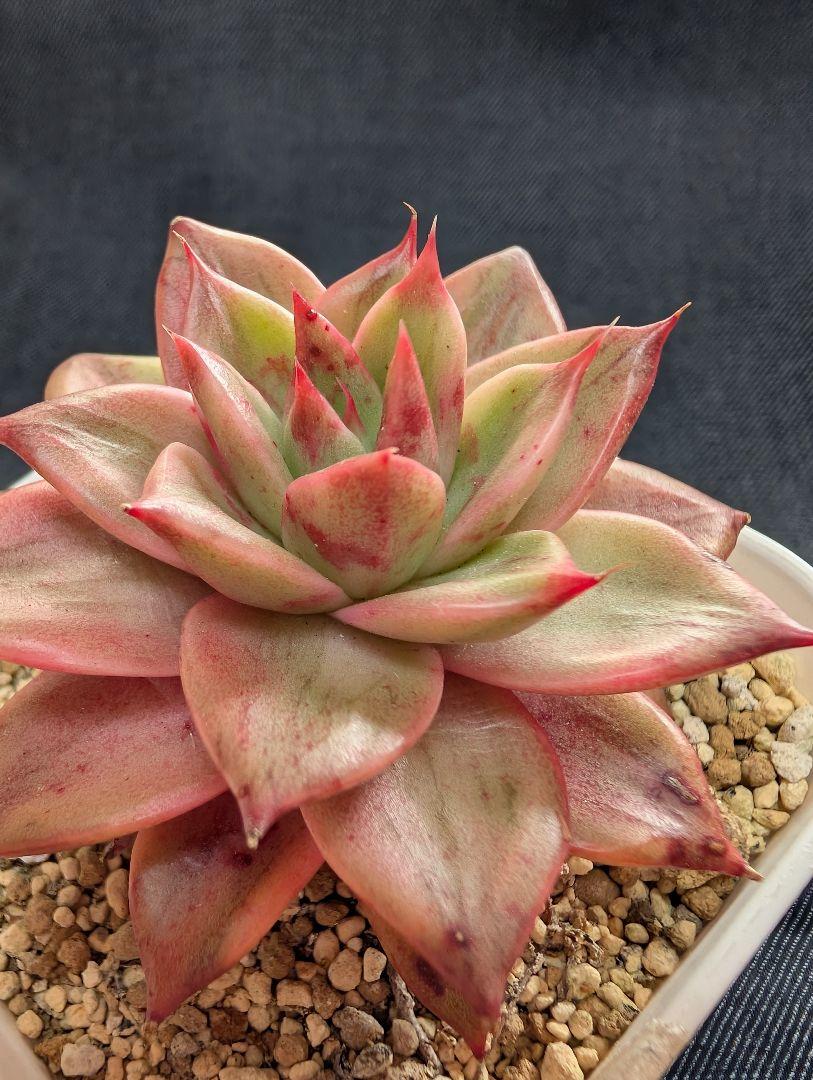 多肉植物　レオパード錦　古株抜き苗　ずっしりやや大きめ