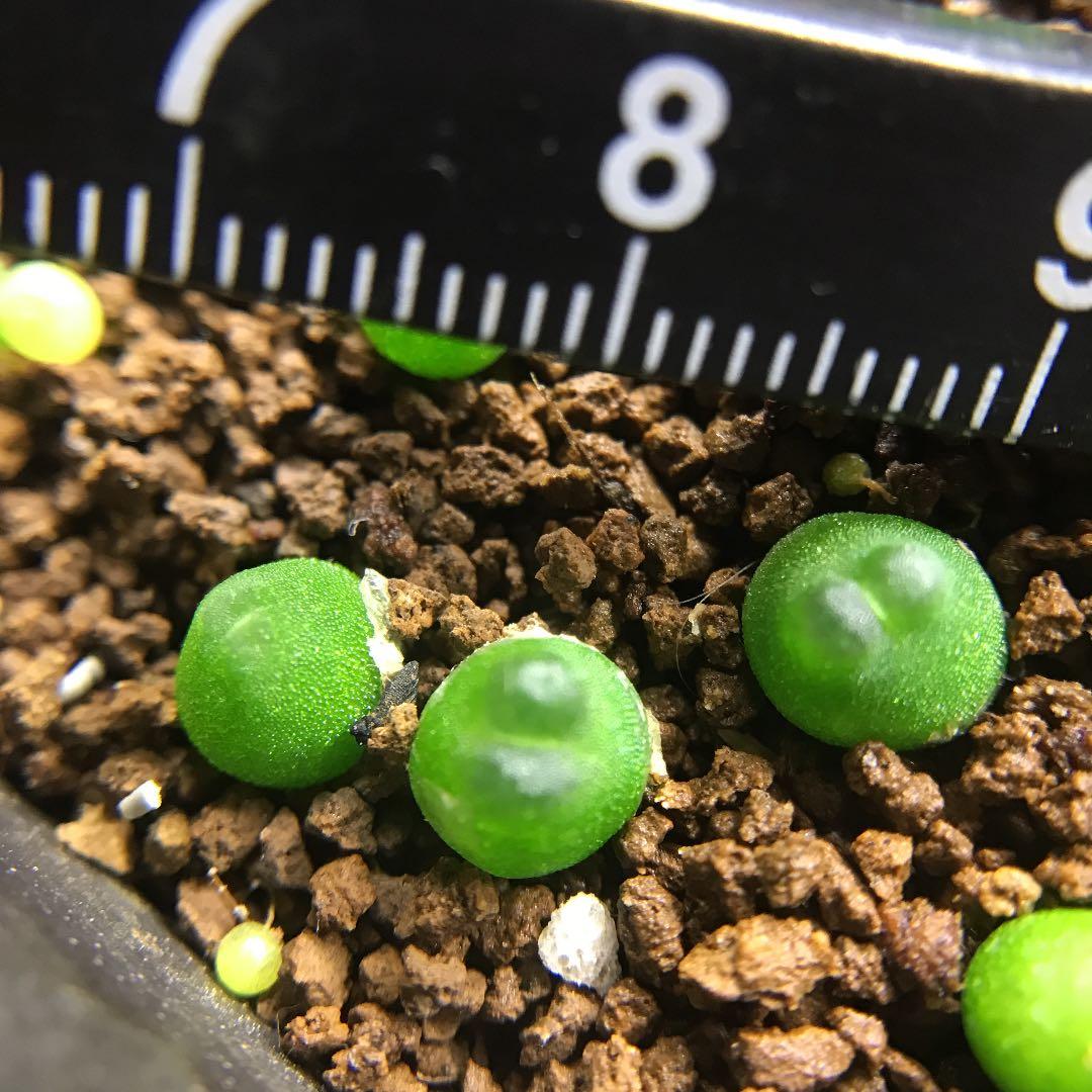 多肉植物 コノフィツム ラツム小苗3苗セット 多肉植物 コノフィツム ラツム小苗3苗セット