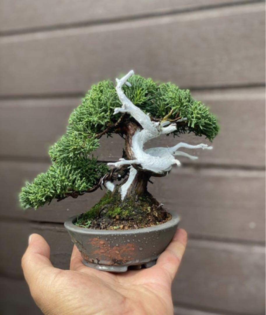 真柏盆栽