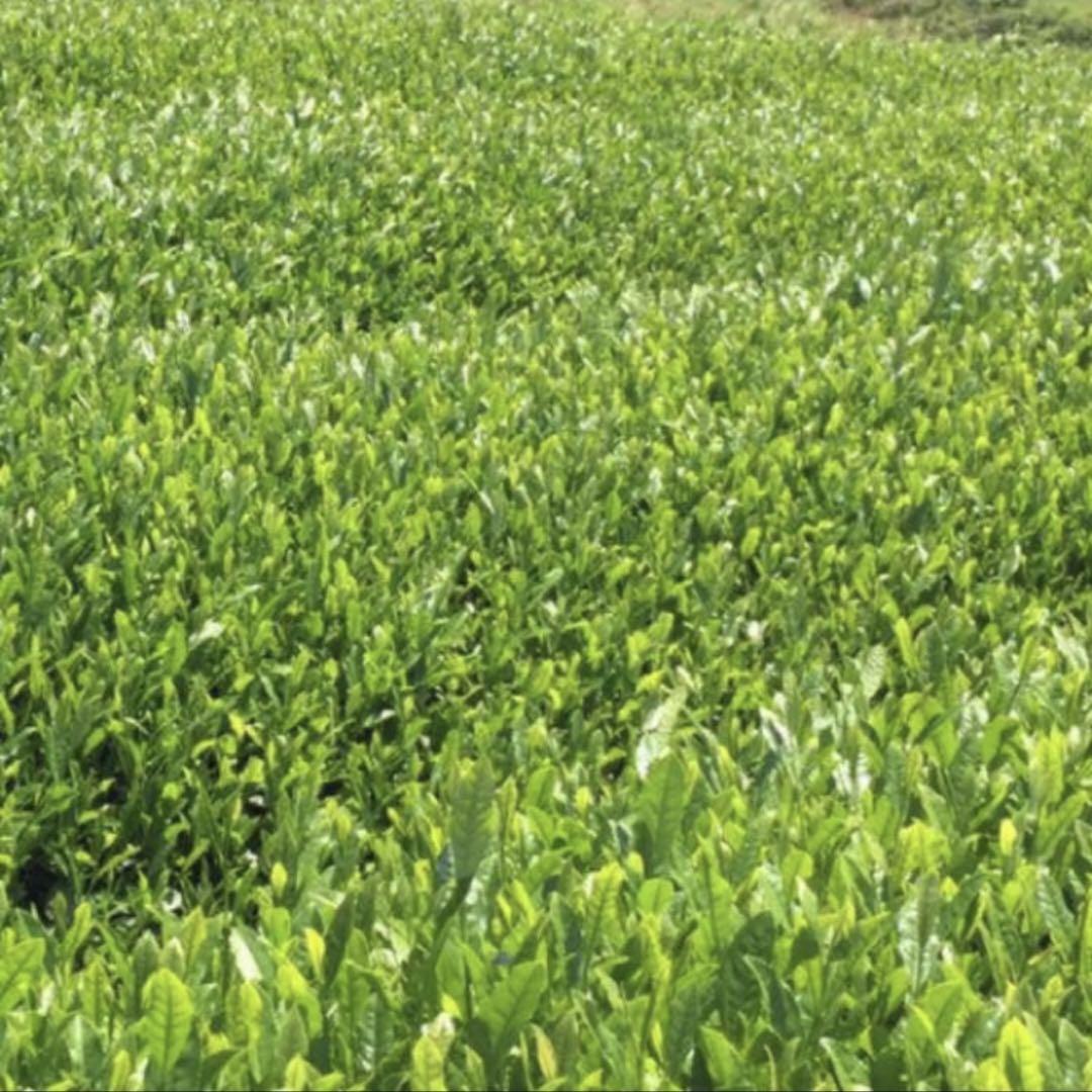 八女茶，緑茶(特上煎茶)1000円6袋 マチュヨコ様専用です。 - 茶