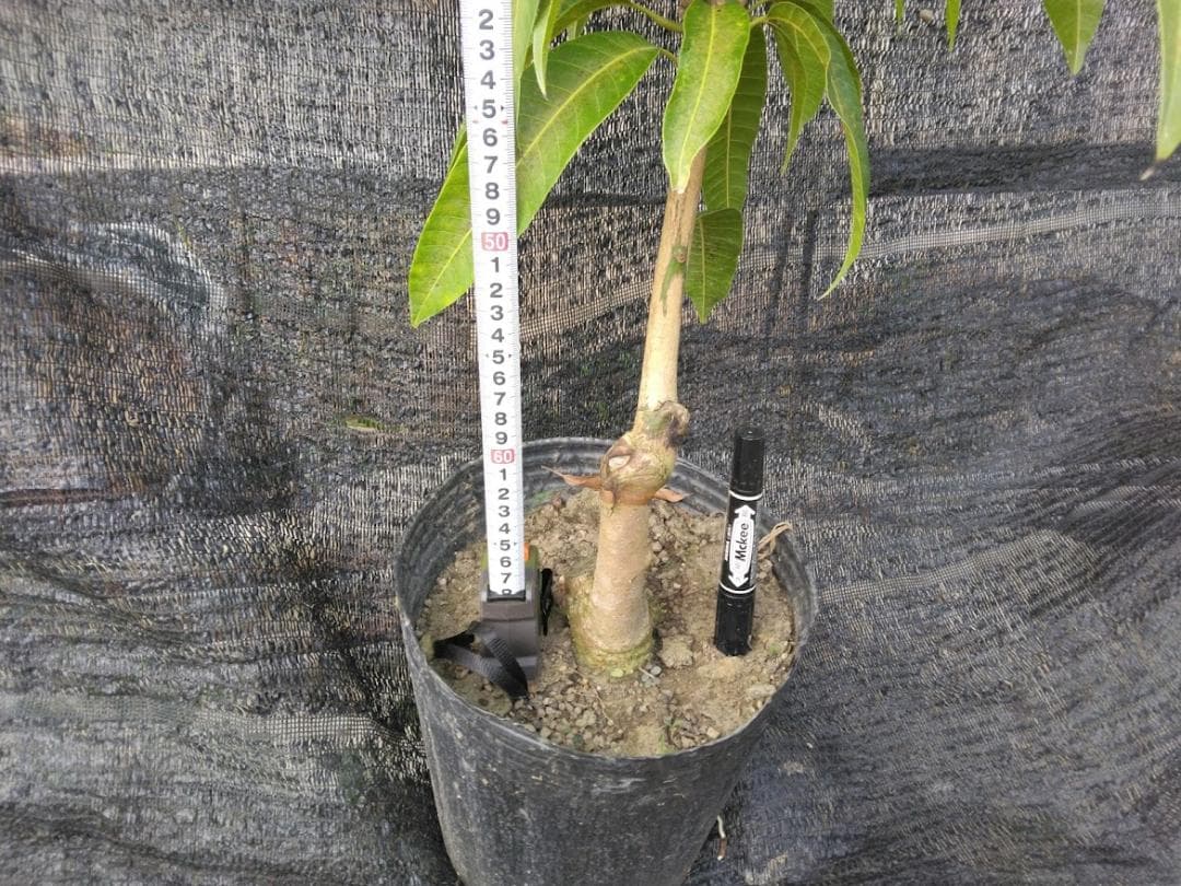 マンゴー苗木★ アーウィン(アップルマンゴー) ★ 接ぎ木苗　8号ポット