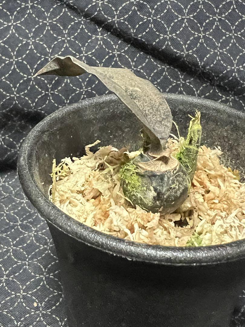 洋蘭原種　オエセオクラデス ロゼオバリエガータ