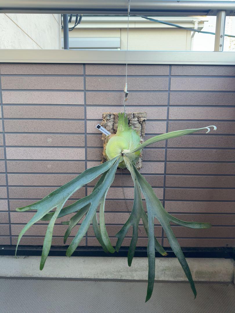 ビカクシダ P.veitchii 'Lemoinei'