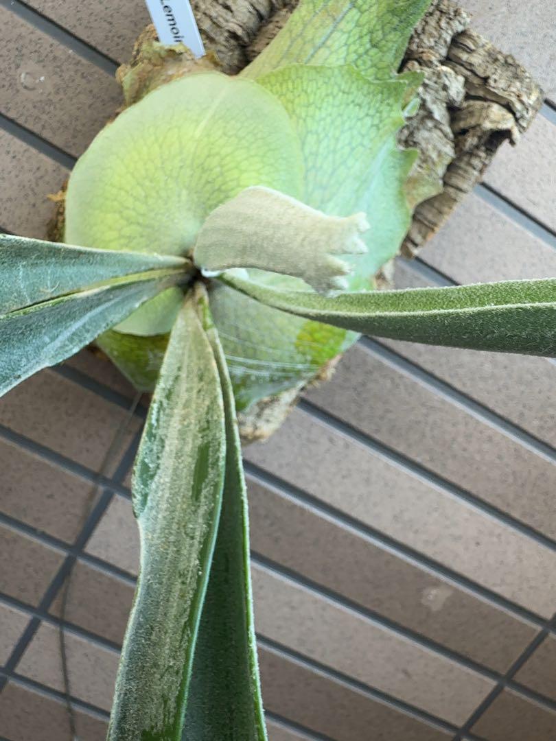ビカクシダ P.veitchii 'Lemoinei'