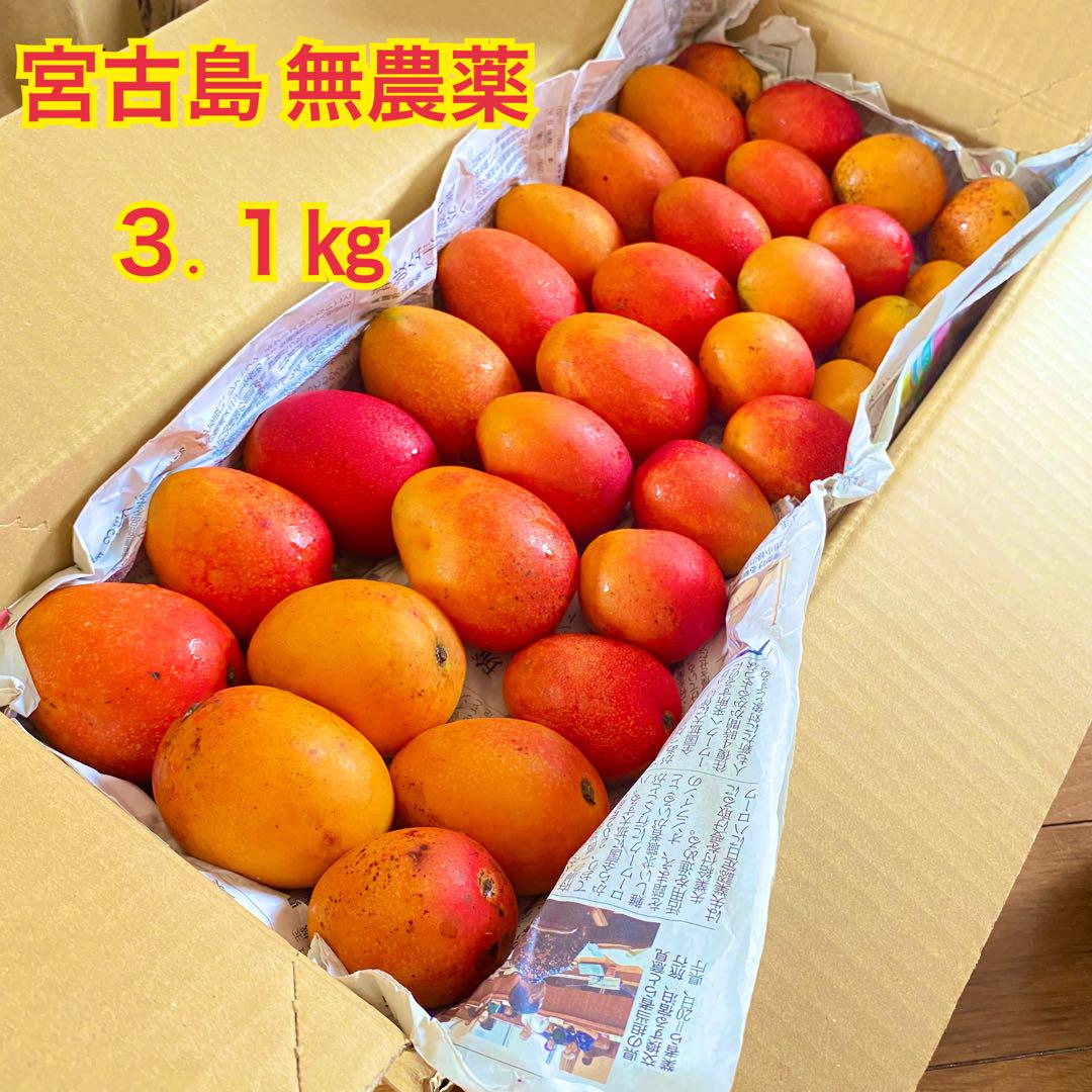 3.1無農薬　宮古島産ピンポンマンゴー約3.1㎏⚠️収穫量が減ってきました