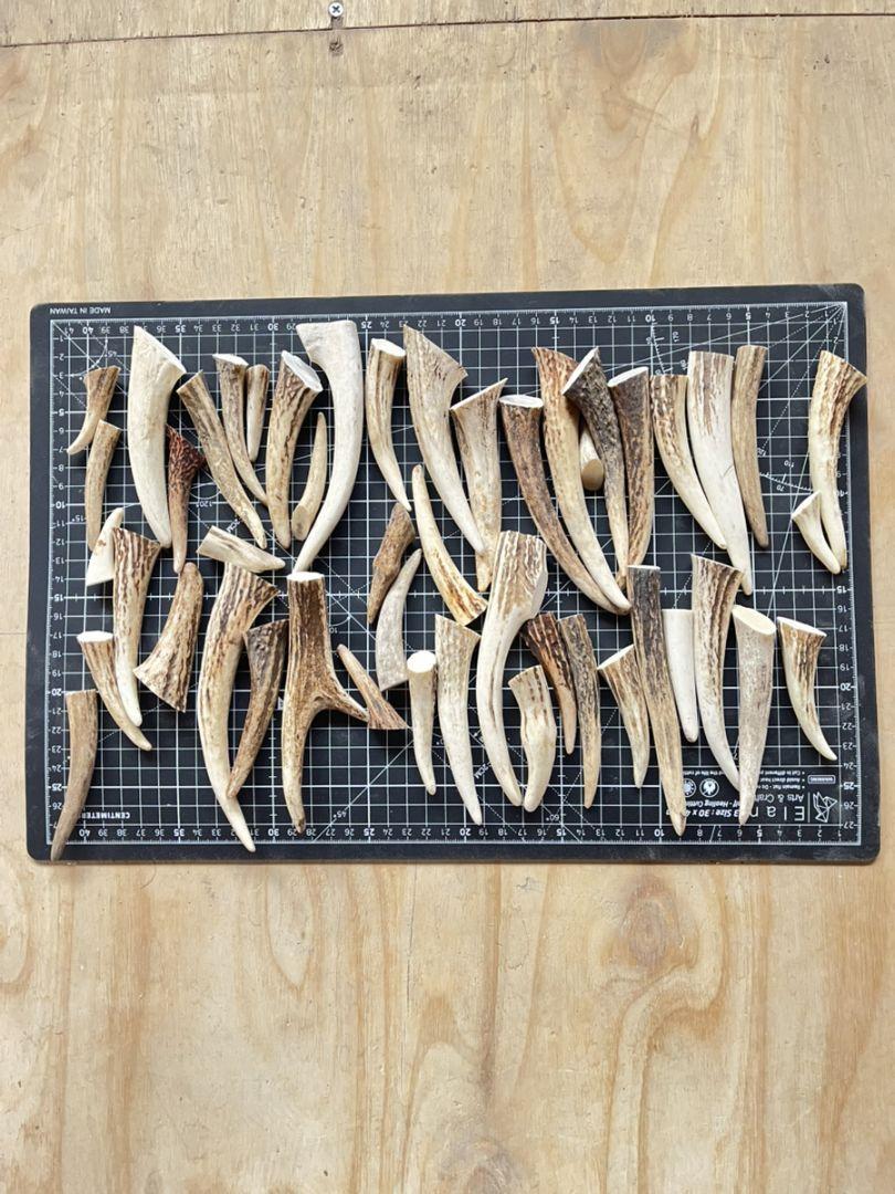 鹿の角 エゾシカ 角 角先 1kg 端材 アクセサリー パーツ 素材