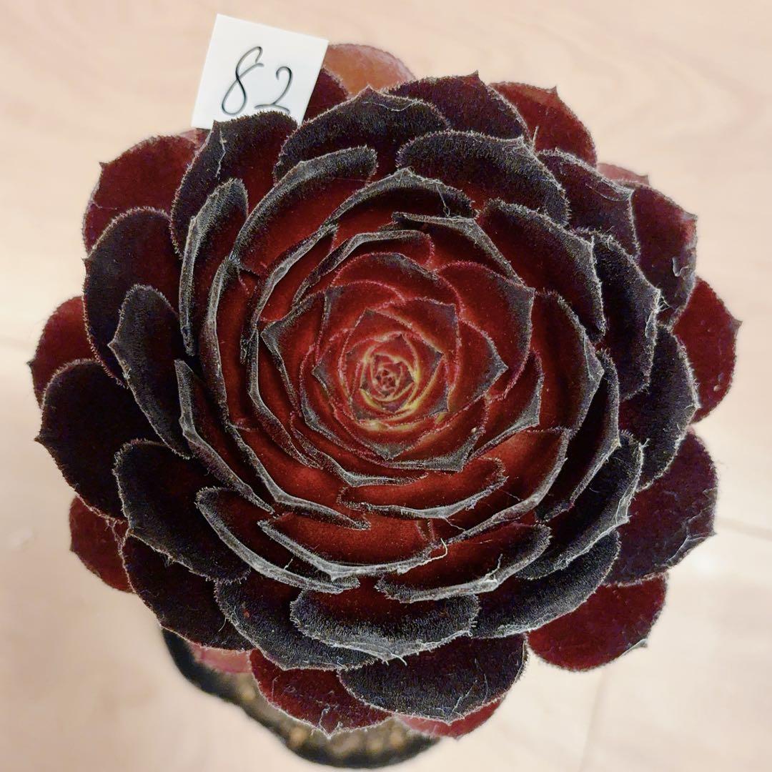 82#多肉植物アエオニウム❤️ 黒牡丹 ❤️1大頭14cm拨き苗