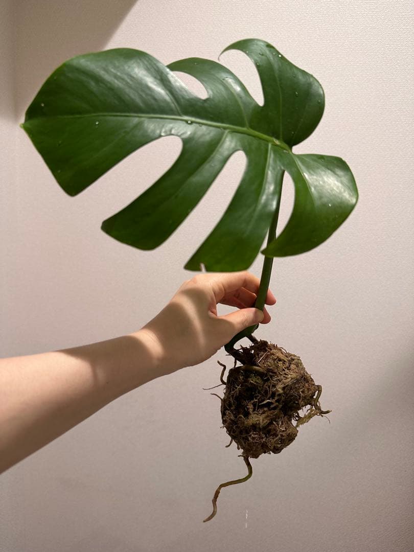 セブブルーミント モンステラ しっかり発根済み セブブルーミント モンステラ しっかり発根済み