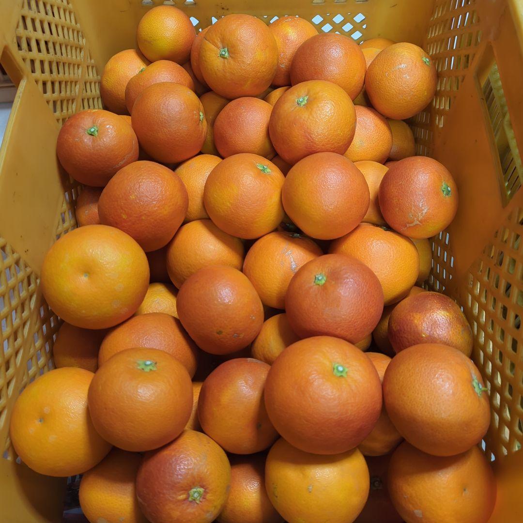 129愛媛県産 ブラッドオレンジ タロッコ 10㎏