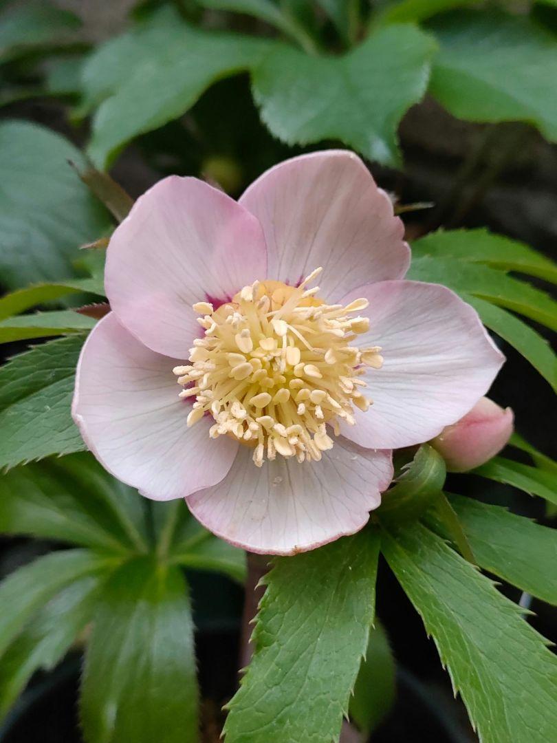クリスマスローズ 種子セルフ、交配等8種 ☆専用です☆ - 植物/観葉植物