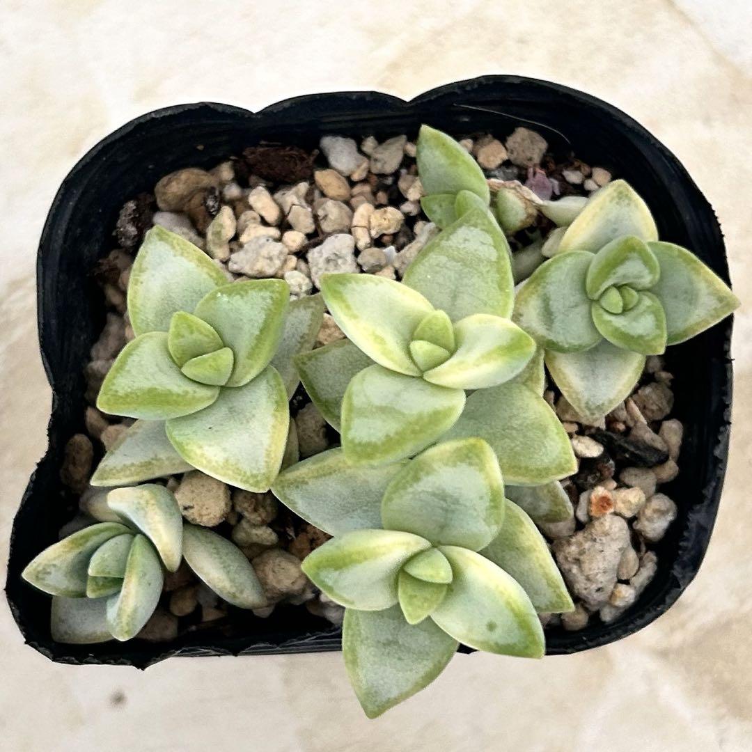 ルペストリス錦 抜き苗 多肉植物 クラッスラ - メルカリ