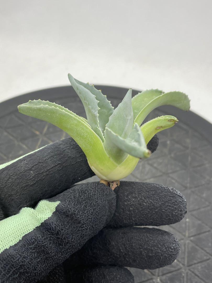 アガベ オバティフォリア ドワーフ - 植物/観葉植物最高