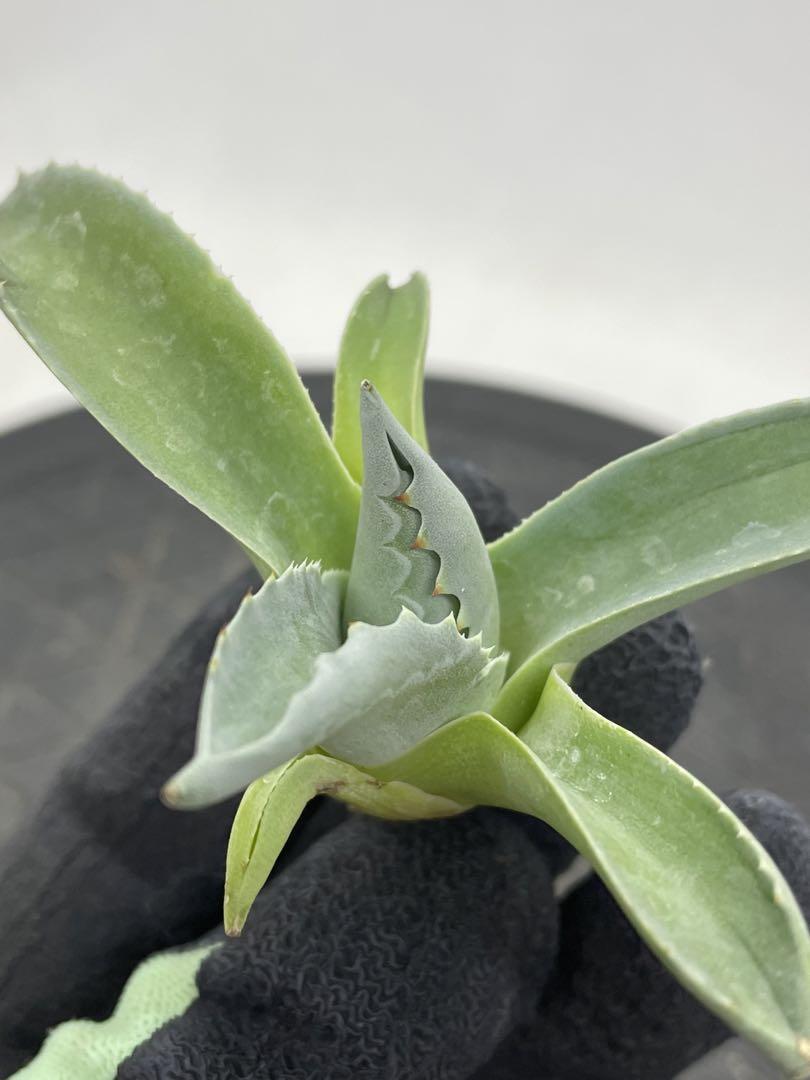 アガベ オバティフォリア ドワーフ - 植物/観葉植物最高