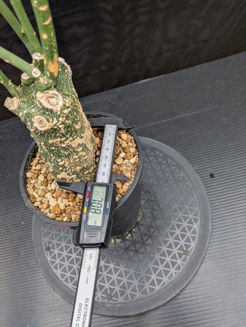 1 アデニア グロボーサ 現地球 発根済み グッドサイズ！ 1 アデニア グロボーサ 現地球 発根済み グッドサイズ！ 大株