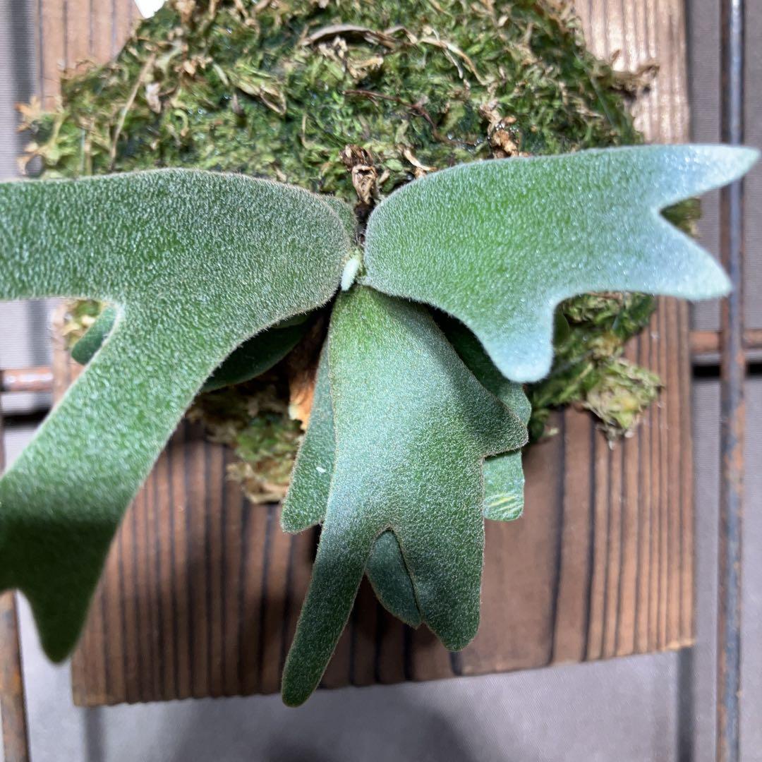 ビカクシダ ウィリンキー OMG 観葉植物