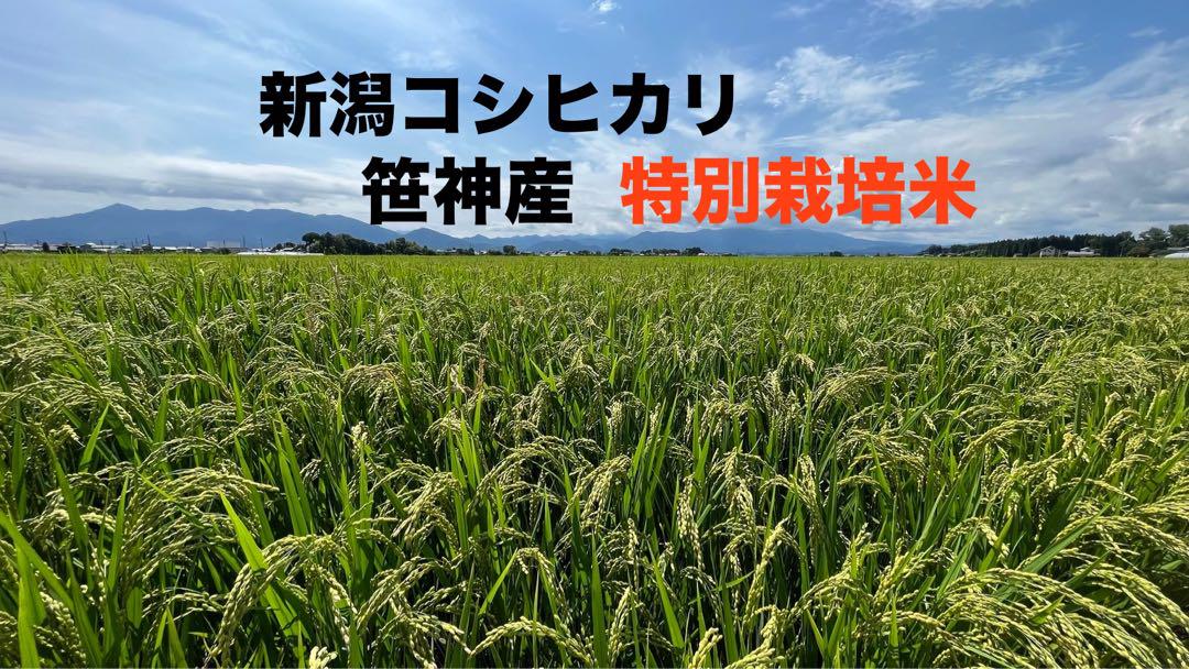 新潟県産コシヒカリ 笹神 特別栽培米 農薬50%減 玄米 送料込み 30kg