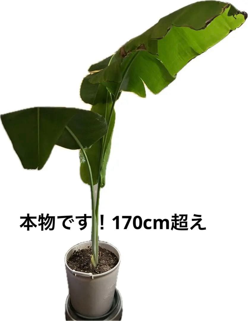 本物です！　旅人の木　特大