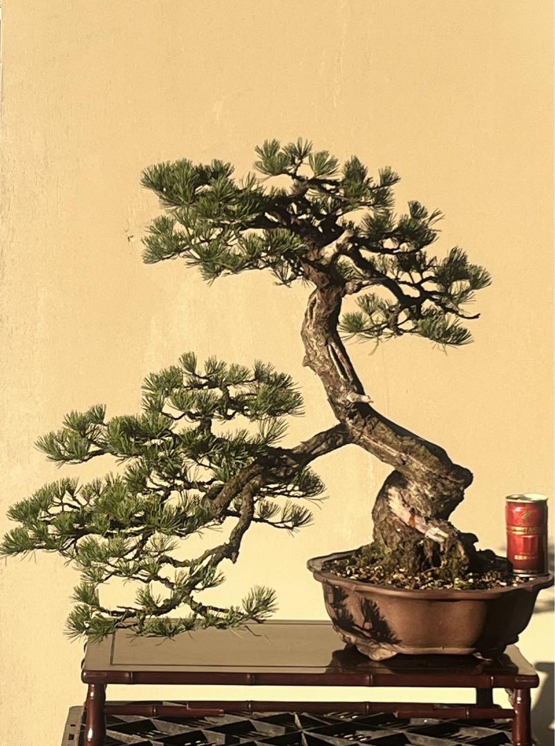 亀甲竜 長谷川ナーセリー 観葉植物