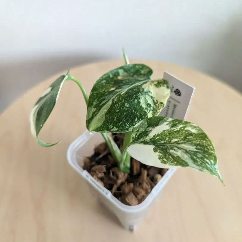 モンステラ レガシー ネガミエル2.5号 ねこチップ モンステラ レガシー ネガミエル2.5号 ねこチップ