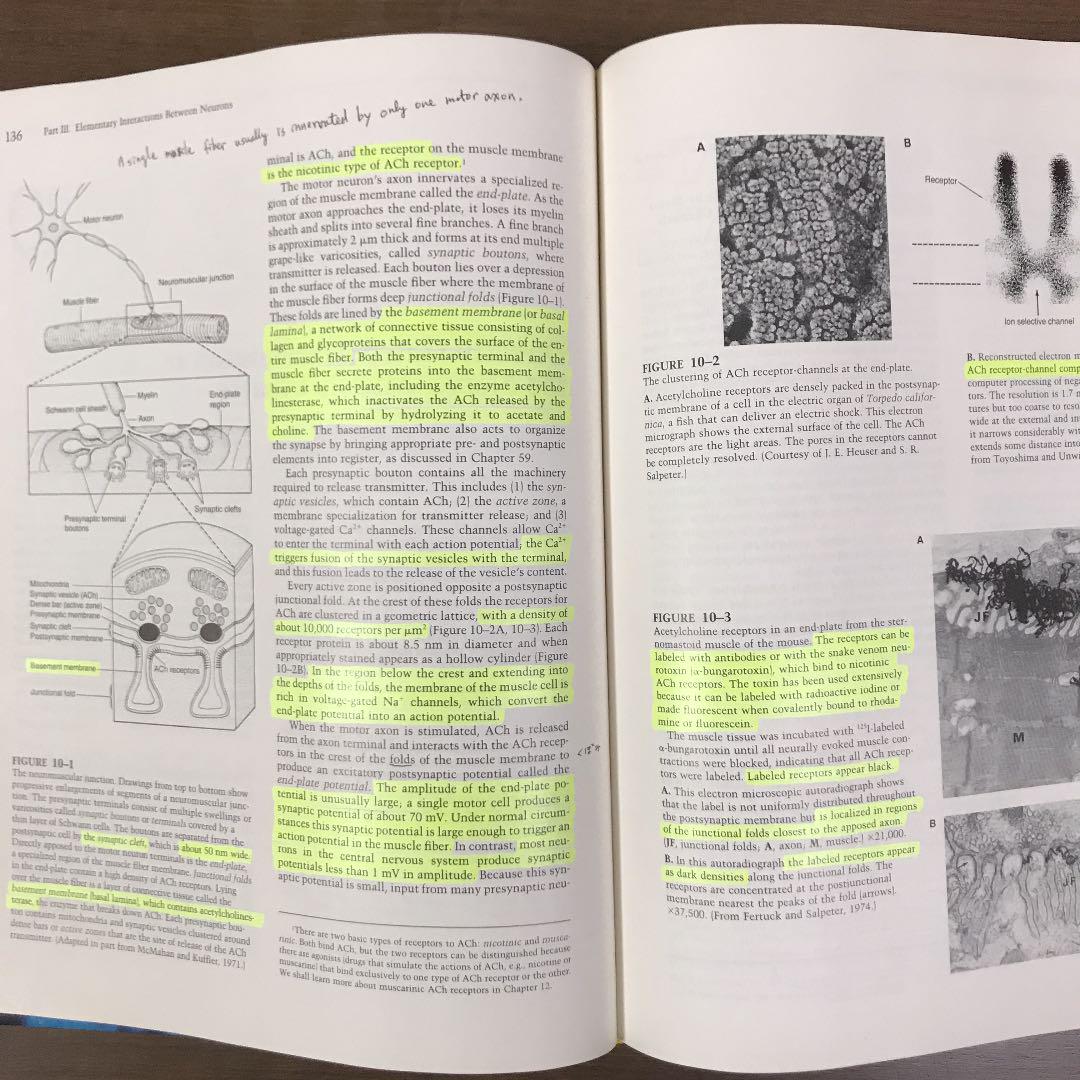 Principles of Neural Science: Kandel, Eric R., Schwartz