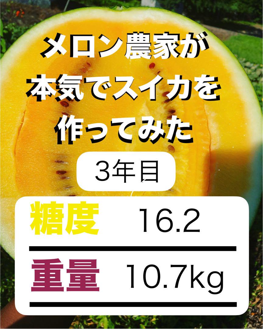 No.3つがる市産　スイカ　金色羅皇