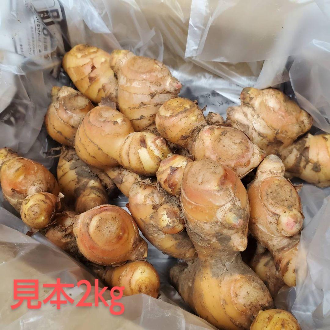 8㎏土佐市産囲い生姜土付き