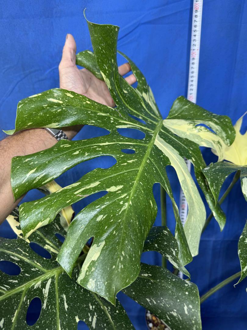 413 モンステラ　イエローモンスター Monstera deliciosa