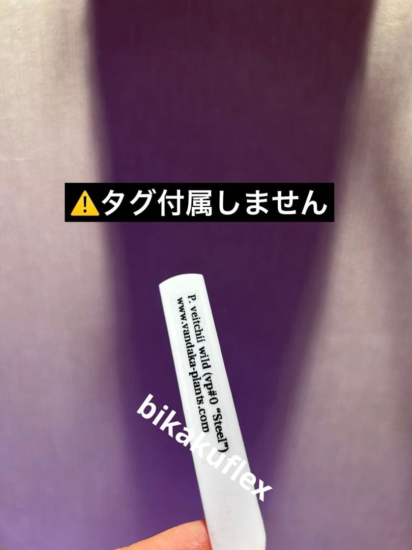 親株目立った傷や汚れなし