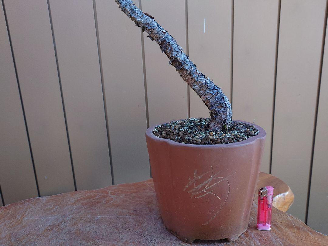 樹高52cm