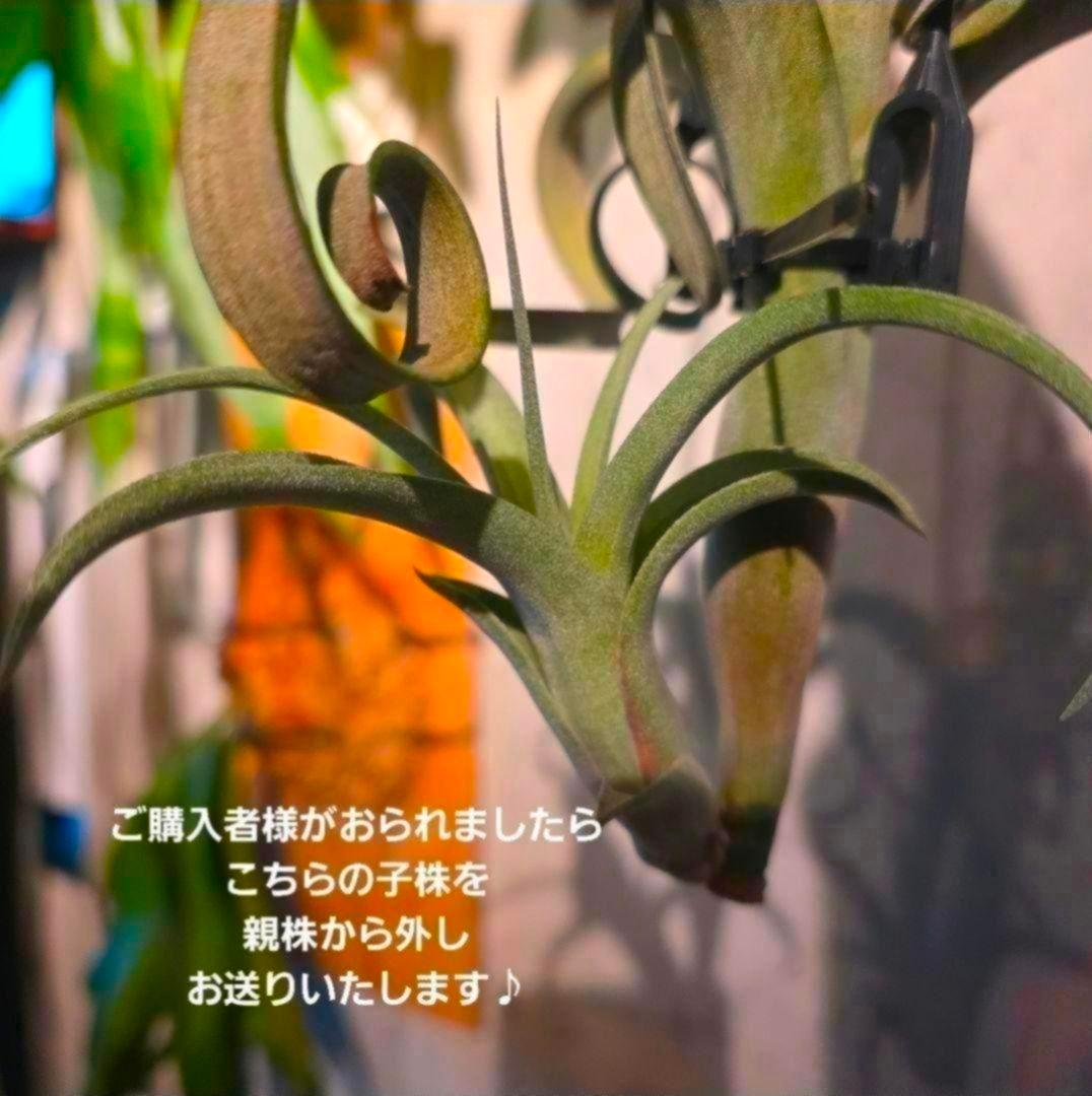 珍品!ヴィヴィパラ カーリースリム 希少 チランジア エアープランツ 珍品!ヴィヴィパラ カーリースリム 希少 チランジア エアープランツ