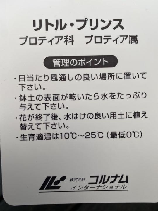 新作在庫あ キングプロテア リトルプリンス VEjCT-m67698501907 人気SALE新作登場