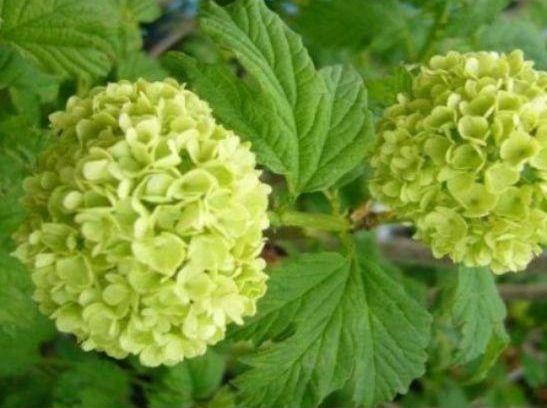 メルカリ ビバーナムスノーボール 植物 観葉植物 1 080 中古や未使用のフリマ メルカリ ビバーナムスノーボール 植物 観葉植物 1 080 中古や未使用のフリマ