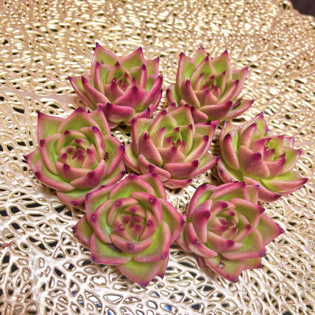 ♡韓国苗♡多肉植物♡美苗♡ブルードラゴン♡カット苗