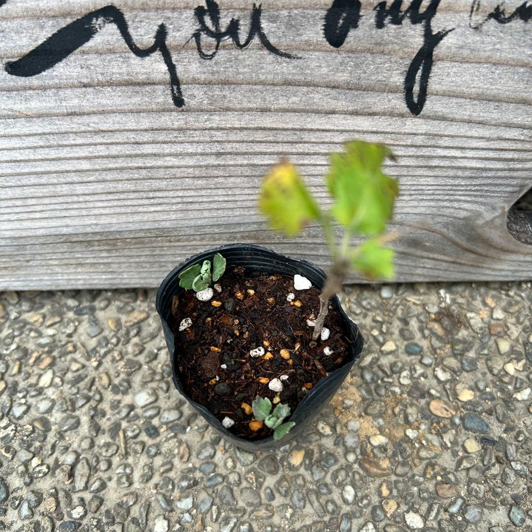 ビタミンカラーのイエローマム 1苗 ひまわりの花みたいで可愛いですよ ビタミンカラーのイエローマム 1苗 ひまわりの花みたいで可愛いですよ
