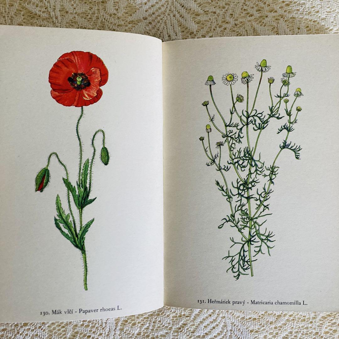 洋書 古書 美しいチェコの植物図鑑 Rostliny 野の花図鑑 優美な