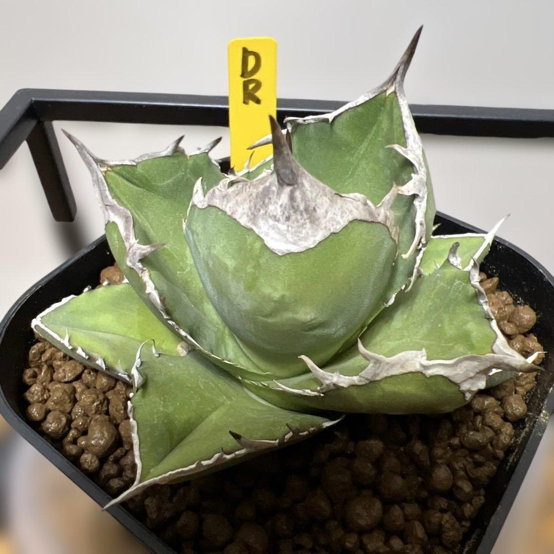 白犀牛 鉢植発送
